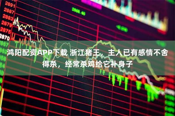鸿阳配资APP下载 浙江猪王，主人已有感情不舍得杀，经常杀鸡给它补身子